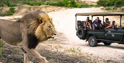 Escorted Group Safaris