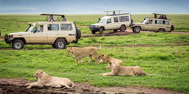 Escorted Group Safari