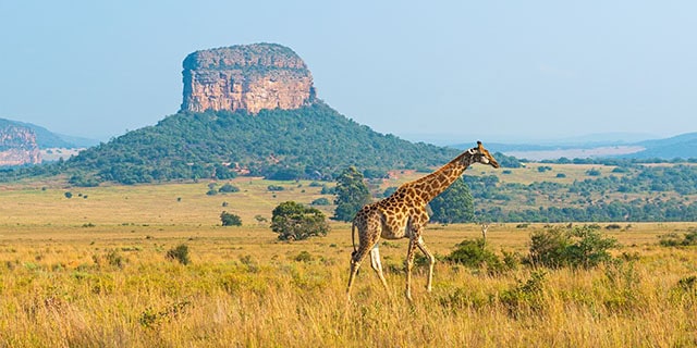 Kenya and Tanzania Safaris
