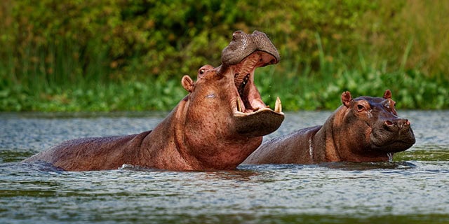 Zambezi