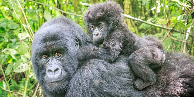 Rwanda and Uganda Gorilla Trekking