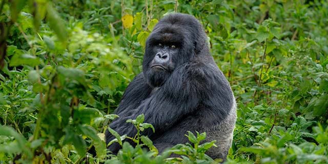 Gorilla Trekking