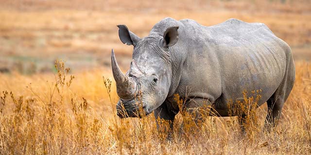 Big 5 Game Viewing